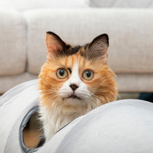 Funnyl Collapsible Cat Tunnel Toy by InnovaGoods